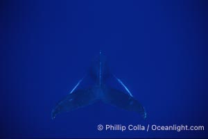 Humpback whale (male) singing, Megaptera novaeangliae, Maui