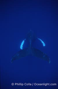Humpback whale (male) singing, Megaptera novaeangliae, Maui