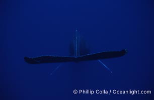 Humpback whale (male) singing, Megaptera novaeangliae, Maui