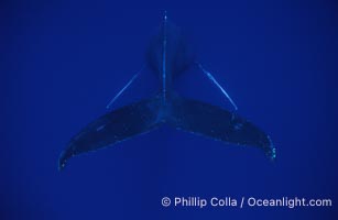 Humpback whale (male) singing, Megaptera novaeangliae, Maui