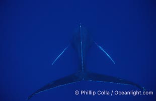Humpback whale (male) singing, Megaptera novaeangliae, Maui