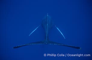 Humpback whale (male) singing, Megaptera novaeangliae, Maui