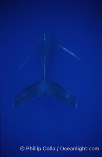 Humpback whale (male) singing, Megaptera novaeangliae, Maui