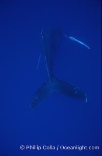 Humpback whale (male) singing, Megaptera novaeangliae, Maui