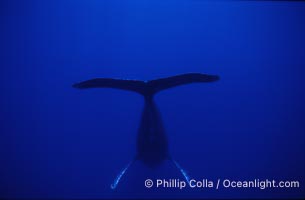 Humpback whale, male, inverted (head down) and singing, Megaptera novaeangliae, Maui