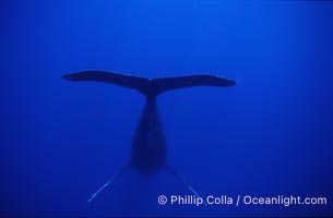Humpback whale, male, inverted (head down) and singing, Megaptera novaeangliae, Maui