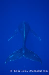 North Pacific humpback whale, singer hovering in head down posture, Megaptera novaeangliae, Maui