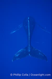 North Pacific humpback whale, singer hovering in head down posture, Megaptera novaeangliae, Maui