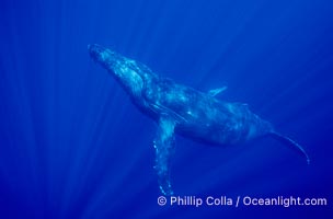 North Pacific humpback whale, Megaptera novaeangliae, Maui