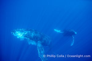 North Pacific humpback whale, Megaptera novaeangliae, Maui