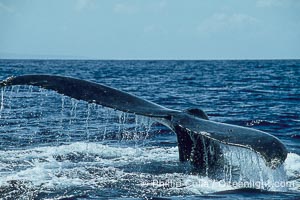 Humpback whale raising fluke (tail) out of the water before making a dive, Megaptera novaeangliae, Maui
