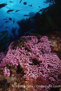 Hydrocoral on rocky reef, Stylaster californicus, Allopora californica, San Clemente Island