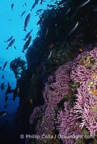 Hydrocoral on rocky reef, Stylaster californicus, Allopora californica, San Clemente Island