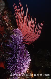 Hydrocoral and gorgonian, Stylaster californicus, Allopora californica, San Clemente Island