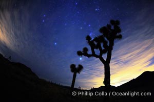 Stars shine in the night sky with Joshua Trees silhouetted in the foreground.  The lights of Palm Springs (right) and the town of Joshua Tree (left) glow on the horizon, Yucca brevifolia, Joshua Tree National Park, California