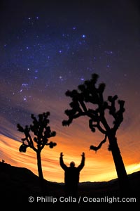 A hiker wandering the desert on Christmas Eve thrusts his arms skyward, praising the brilliance of God and Creation, Yucca brevifolia, Joshua Tree National Park, California