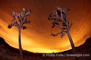 Two Joshua Trees stand in silhouette below evening skies with clouds lit by the distant lights of Palm Springs, Yucca brevifolia, Joshua Tree National Park, California