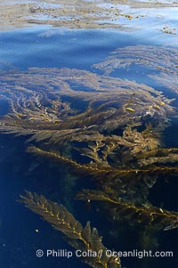 Kelp fronds grow upward from the reef below to reach the ocean surface and spread out to form a living canopy, Macrocystis pyrifera, San Clemente Island, copyright Phillip Colla Natural History Photography, www.oceanlight.com, image #07485, all rights reserved worldwide.