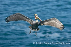 Brown pelican spreads its huge wings to slow before landing on seaside cliffs, Pelecanus occidentalis, Pelecanus occidentalis californicus, La Jolla, California
