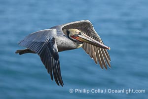 Brown pelican spreads its huge wings to slow before landing on seaside cliffs, Pelecanus occidentalis, Pelecanus occidentalis californicus, La Jolla, California