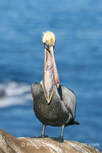 California brown pelican portrait with open mouth showing inside of throat pouch, on sandstone cliffs above the ocean, Pelecanus occidentalis, Pelecanus occidentalis californicus, La Jolla