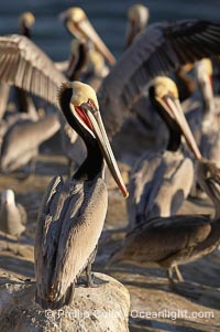 Brown pelicans, many in winter breeding plumage, crowd cliffs above the ocean to rest, preen and dry themselves in the sun, Pelecanus occidentalis, Pelecanus occidentalis californicus, La Jolla, California