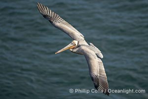 Brown pelican in flight, spreading its wings wide to slow before landing on cliffs overlooking the ocean.  The wingspan of the brown pelican is over 7 feet wide. The California race of the brown pelican holds endangered species status, Pelecanus occidentalis, Pelecanus occidentalis californicus, La Jolla