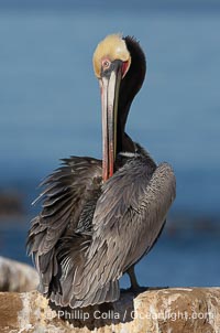 A brown pelican preening, reaching with its beak to the uropygial gland (preen gland) near the base of its tail.  Preen oil from the uropygial gland is spread by the pelican's beak and back of its head to all other feathers on the pelican, helping to keep them water resistant and dry, Pelecanus occidentalis, Pelecanus occidentalis californicus, La Jolla, California