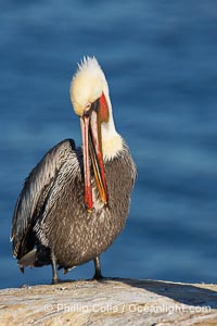 Brown pelican preening.  After wiping its long beak on the uropygial gland near the base of its tail, the pelican spreads the preen oil on feathers about its body, helping to keep them water resistant, an important protection for a bird that spends much of its life diving in the ocean for prey, Pelecanus occidentalis, Pelecanus occidentalis californicus, La Jolla, California