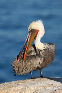 A brown pelican preening, reaching with its beak to the uropygial gland (preen gland) near the base of its tail.  Preen oil from the uropygial gland is spread by the pelican's beak and back of its head to all other feathers on the pelican, helping to keep them water resistant and dry, Pelecanus occidentalis, Pelecanus occidentalis californicus, La Jolla, California