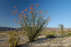 Ocotillo ablaze with springtime flowers. Ocotillo is a dramatic succulent, often confused with cactus, that is common throughout the desert regions of American southwest, Fouquieria splendens, Joshua Tree National Park, California