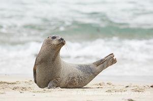 Pacific harbor seal, Phoca vitulina richardsi, La Jolla, California