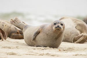 Pacific harbor seal, Phoca vitulina richardsi, La Jolla, California