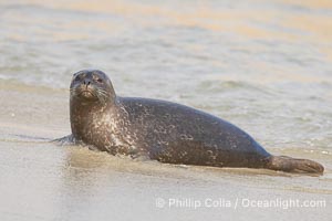 Pacific harbor seal, Phoca vitulina richardsi, La Jolla, California