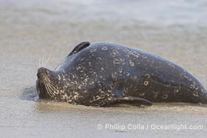 Pacific harbor seal, Phoca vitulina richardsi, La Jolla, California
