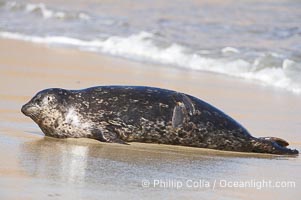 Pacific harbor seal, Phoca vitulina richardsi, La Jolla, California