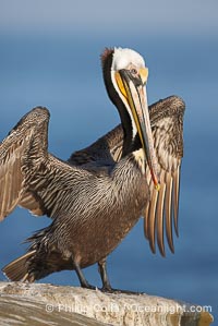 Brown pelican.  This large seabird has a wingspan over 7 feet wide. The California race of the brown pelican holds endangered species status, due largely to predation in the early 1900s and to decades of poor reproduction caused by DDT poisoning.  In winter months, breeding adults assume a dramatic plumage with brown neck, yellow and white head and bright red gular throat pouch., Pelecanus occidentalis, Pelecanus occidentalis californicus,  Copyright Phillip Colla, image #15140, all rights reserved worldwide.