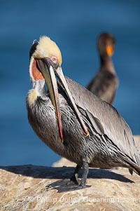 Brown pelican preening.  After wiping its long beak on the uropygial gland near the base of its tail, the pelican spreads the preen oil on feathers about its body, helping to keep them water resistant, an important protection for a bird that spends much of its life diving in the ocean for prey, Pelecanus occidentalis, Pelecanus occidentalis californicus, La Jolla, California