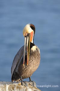 Brown pelican preening.  After wiping its long beak on the uropygial gland near the base of its tail, the pelican spreads the preen oil on feathers about its body, helping to keep them water resistant, an important protection for a bird that spends much of its life diving in the ocean for prey, Pelecanus occidentalis, Pelecanus occidentalis californicus, La Jolla, California