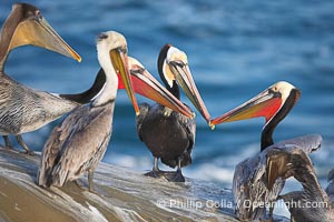 Brown pelicans, males in breeding plumage socializing, using bills to intimidate one another, Pelecanus occidentalis, Pelecanus occidentalis californicus, La Jolla, California