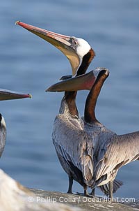 Brown pelicans, males in breeding plumage socializing, using bills to intimidate one another, Pelecanus occidentalis, Pelecanus occidentalis californicus, La Jolla, California