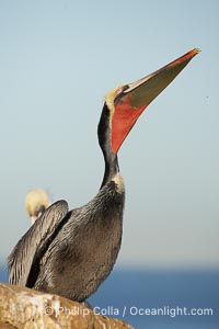 Brown pelican head throw, winter plumage, showing bright red gular pouch and dark brown hindneck plumage of breeding adults.  During a bill throw, the pelican arches its neck back, lifting its large bill upward and stretching its throat pouch, Pelecanus occidentalis, Pelecanus occidentalis californicus, La Jolla, California
