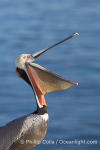 Brown pelican head throw.  During a bill throw, the pelican arches its neck back, lifting its large bill upward and stretching its throat pouch, Pelecanus occidentalis, Pelecanus occidentalis californicus, La Jolla, California