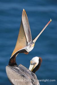 Brown pelican head throw.  During a bill throw, the pelican arches its neck back, lifting its large bill upward and stretching its throat pouch., Pelecanus occidentalis, Pelecanus occidentalis californicus,  Copyright Phillip Colla, image #15131, all rights reserved worldwide.