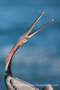 Brown pelican head throw.  During a bill throw, the pelican arches its neck back, lifting its large bill upward and stretching its throat pouch., Pelecanus occidentalis, Pelecanus occidentalis californicus,  Copyright Phillip Colla, image #15146, all rights reserved worldwide.