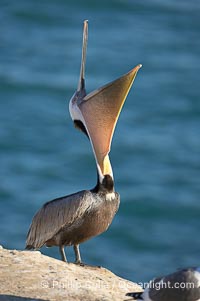 Brown pelican head throw.  During a bill throw, the pelican arches its neck back, lifting its large bill upward and stretching its throat pouch., Pelecanus occidentalis, Pelecanus occidentalis californicus,  Copyright Phillip Colla, image #15163, all rights reserved worldwide.