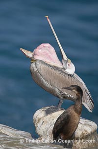 Brown pelican head throw.  During a bill throw, the pelican arches its neck back, lifting its large bill upward and stretching its throat pouch., Pelecanus occidentalis, Pelecanus occidentalis californicus,  Copyright Phillip Colla, image #15180, all rights reserved worldwide.