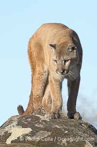 Mountain lion, Sierra Nevada foothills, Mariposa, California., Puma concolor,  Copyright Phillip Colla, image #15801, all rights reserved worldwide.