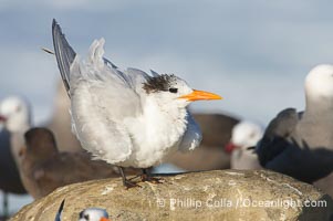 Royal tern, winter adult phase, Sterna maxima, La Jolla, California