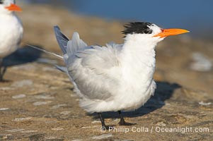 Royal tern, winter adult phase, Sterna maxima, La Jolla, California